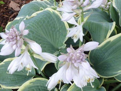 Bohyška 'Frosted Dimples' - Hosta 'Frosted Dimples'  Hosta 'Frosted Dimples'