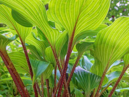 Bohyška 'Gooseberry Sundae' - Hosta 'Gooseberry Sundae'  Hosta 'Gooseberry Sundae'