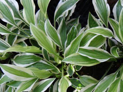 Bohyška 'Sandhill Crane' - Hosta 'Sandhill Crane'  Hosta 'Sandhill Crane'