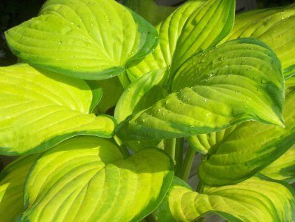 Bohyška 'Stained Glass' -  Hosta 'Stained Glass'  Hosta 'Stained Glass'