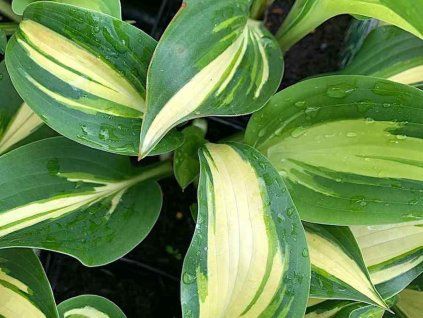 Bohyška 'Tongue of Flame' - Hosta 'Tongue of Flame'  Hosta 'Tongue of Flame'