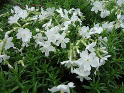 Plaménka šídlovitá 'Fabulous White'  - Phlox subulata 'Fabulous White'  Phlox subulata 'Fabulous White'