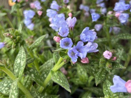 Plicník úzkolistý  'Twinkle Toe' - Pulmonaria angustifolia 'Twinkle Toe'  Pulmonaria angustifolia 'Twinkle Toe'