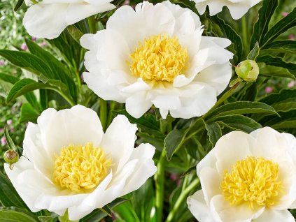 Pivoňka čínská 'Jan van Leeuwen' - Paeonia lactiflora 'Jan van Leeuwen'  Paeonia lactiflora 'Jan van Leeuwen'