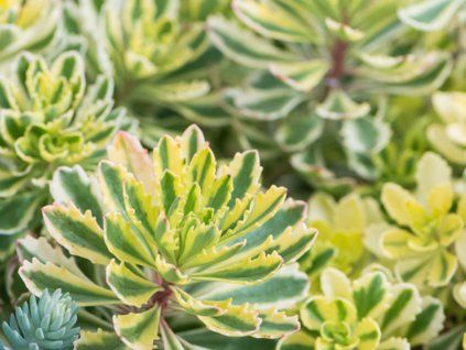 Rozchodník kamčatský 'The Edge' - Sedum kamtschaticum 'The Edge'  Sedum kamtschaticum 'The Edge'