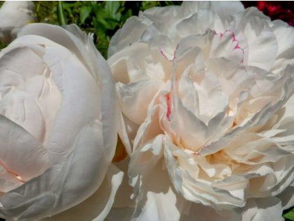 Pivoňka čínská 'Nick Shaylor' - Paeonia lactiflora 'Nick Shaylor'  Paeonia lactiflora 'Nick Shaylor'