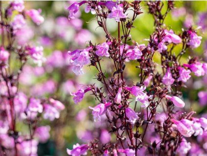 Dračík prstnatý 'Midnight Masquerade' - Penstemon digitalis 'Midnight Masquerade'  Penstemon digitalis 'Midnight Masquerade'