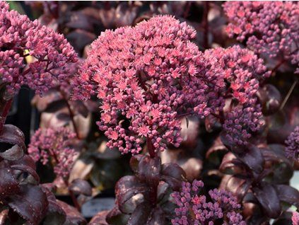 Rozchodník velký 'Dark Magic' - Sedum telephium 'Dark Magic'  Sedum telephium 'Dark Magic'