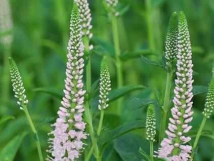 129379 129379 129379 129379 rozrazil dlouholisty first choice veronica longifolia first choice