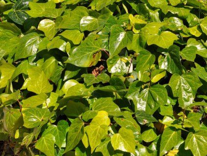 Břečťan alžírský  Hedera algeriensis