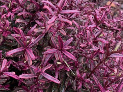 Hebe 'Magicolors'  Hebe 'Magicolors'