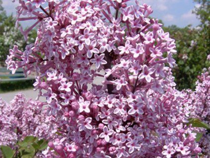 Šeřík obecný 'Josée'  Syringa vulgaris 'Josée'