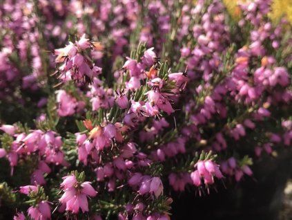 Vřesovec darlejský 'J.W. Porter'  Erica darleyensis 'J.W. Porter'