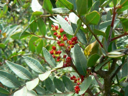 Řečík lentišek - Pistacia lentiscus  Pistacia lentiscus