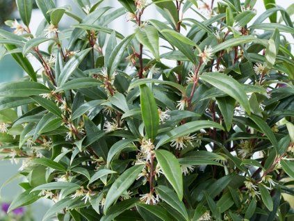 Masoplodka nízká 'Purple Gem'  Sarcococca hookeriana 'Purple Gem'