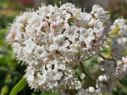 Kalina modroplodá 'Lisarose'®  Viburnum tinus 'Lisarose'
