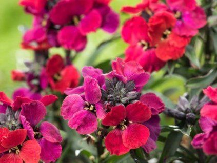Trýzel 'Red Jep' - Erysimum 'Red Jep'  Erysimum 'Red Jep'