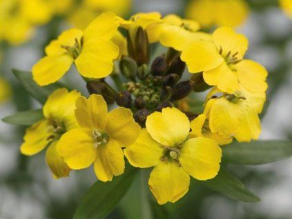 Trýzel 'Canaries Yellow' - Erysimum 'Canaries Yellow'  Erysimum 'Canaries Yellow'