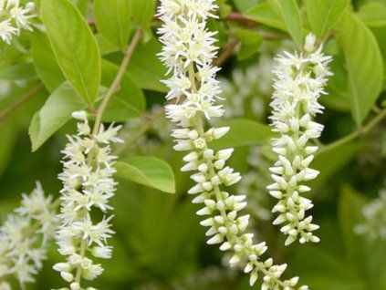 Itea viržinská 'Love Child'  Itea virginica 'Love Child'