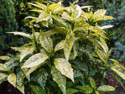 Aukuba japonská 'Crotonifolia'  Aucuba japonica 'Crotonifolia'