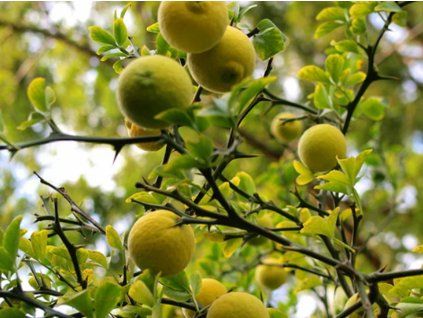 Citronečník trojlistý 'Flying Dragon'  Poncirus trifoliata 'Flying Dragon'