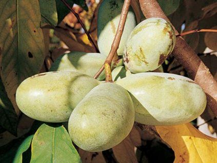 Muďoul trojlaločný 'Golden'  Asimina triloba 'Golden'