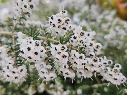 Vřesovec caniculata  Erica caniculata