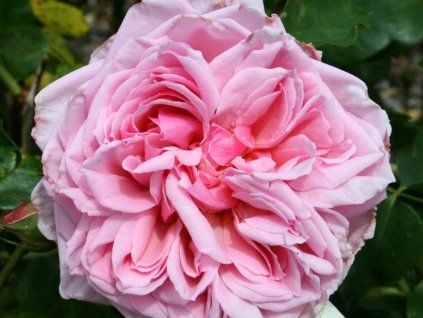 pink princess