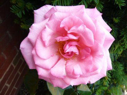 pink quenn