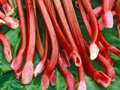 Rebarbora, reveň kadeřavá 'Red Champagne' - Rheum rhabarbarum 'Red Champagne'  Rheum rhabarbarum 'Red Champagne'