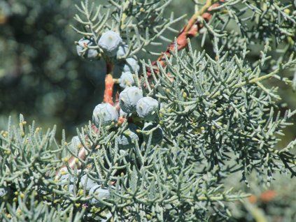glauca2
