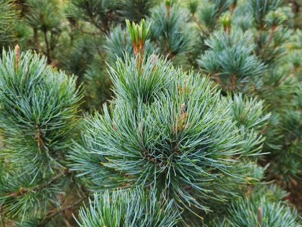 pinus pumila