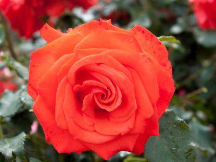 orange beauty