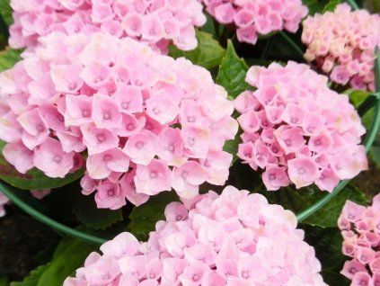 Hortenzie velkolistá 'Magical Evolution Pink'  Hydrangea macrophylla 'Magical Evolution Pink'
