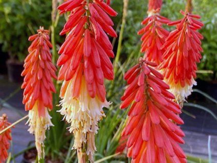 130249 1 130249 1 130249 1 mnohokvet amazing fun kniphofia amazing fun
