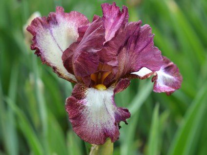 Kosatec německý 'Crinoline' - Iris germanica 'Crinoline'  Iris germanica 'Crinoline'
