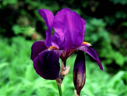 Kosatec německý 'Swahili' - Iris germanica 'Swahili'  Iris germanica 'Swahili'