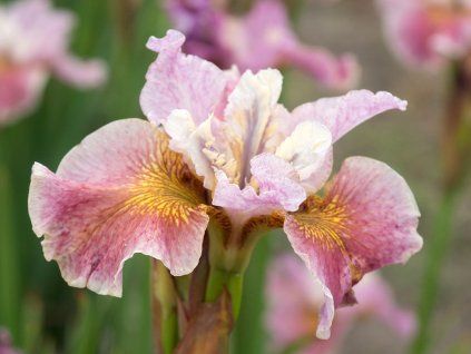 Kosatec sibiřský 'Fancy Me This' - Iris sibirica 'Fancy Me This'  Iris sibirica 'Fancy Me This'
