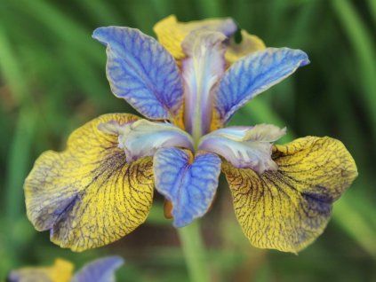 tipped in blue