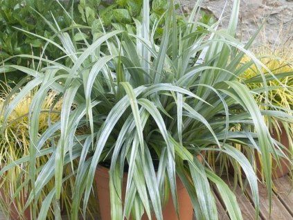 Astelia chathamica 'Silver Spear'  Astelia chathamica 'Silver Spear'