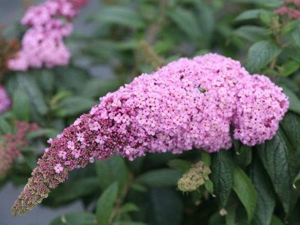 Komule Davidova 'Rocketstar Flamingo'  Buddleja davidii 'Rocketstar Flamingo'
