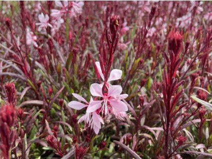 Svíčkovec lindheimeri 'Gaudi Light Pink' - Gaura lindheimeri 'Gaudi Light Pink'  Gaura lindheimeri 'Gaudi Light Pink'