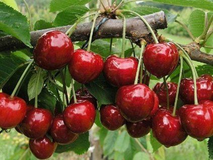 Třešeň 'Sunburst' - kontejner  Prunus avium 'Sunburst'