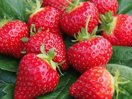 Jahodník 'Roman' - stáleplodící  Fragaria x ananassa 'Roman'