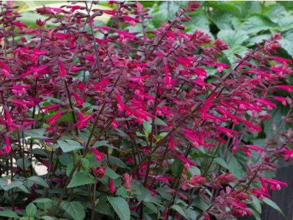 Šalvěj 'Salmia Dark Purple' - Salvia 'Salmia Dark Purple'  Salvia 'Salmia Dark Purple'