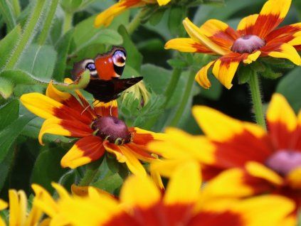 Třapatka (rudbékie) srstnatá 'Sunbeckia Mia' - Rudbeckia hirta  'Sunbeckia Mia'  Rudbeckia hirta 'Sunbeckia Mia'