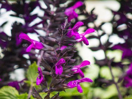 Salvia Rockin 'Deep Purple'
