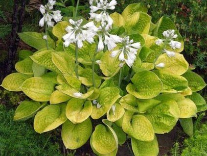 hosta maui Buttercups 1