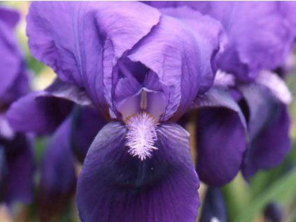 Kosatec německý 'Eleanor Roosevelt' - Iris germanica 'Eleanor Roosevelt'  Iris germanica 'Eleanor Roosevelt'