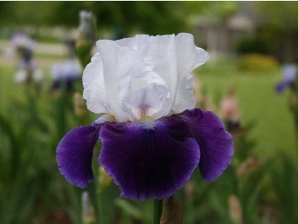 Kosatec německý 'Snow Mound' - Iris germanica 'Snow Mound'  Iris germanica 'Snow Mound'